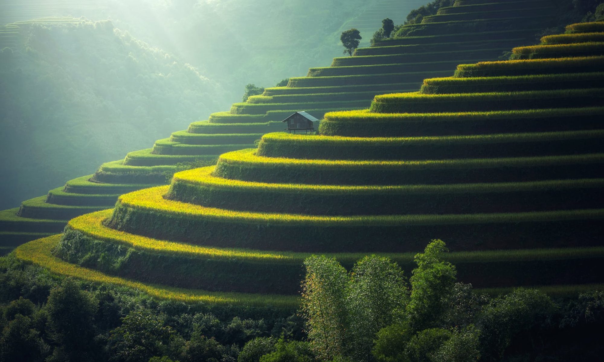 Rice Terraces of the Philippine Cordilleras